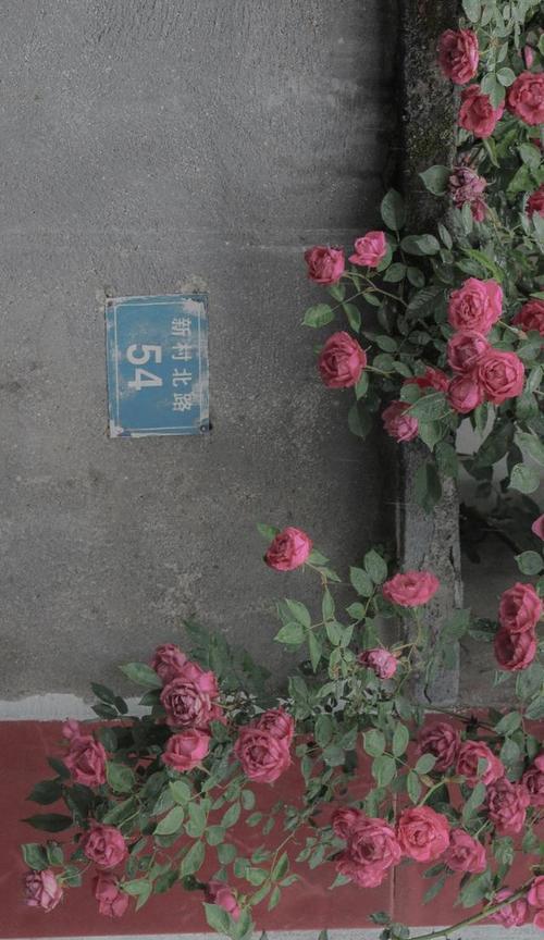 哪种花代表了束缚的爱情？