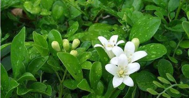 哪种花代表了束缚的爱情？
