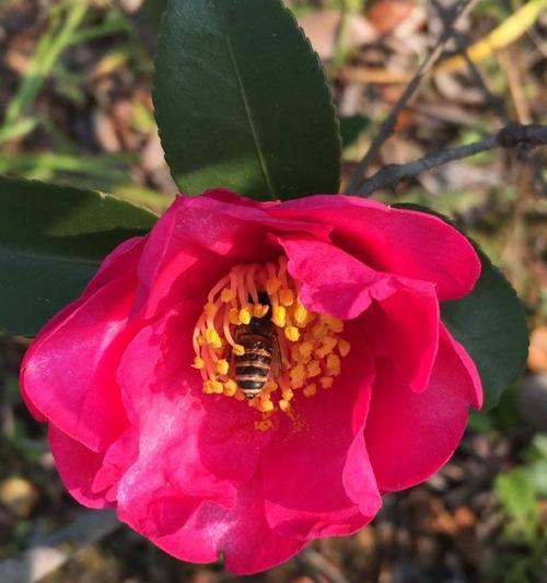 哪种花代表了束缚的爱情？