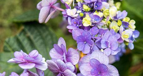 紫色绣球花的花语和象征是什么？