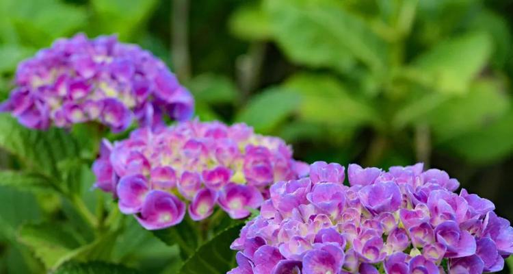 紫色绣球花的花语和象征是什么？