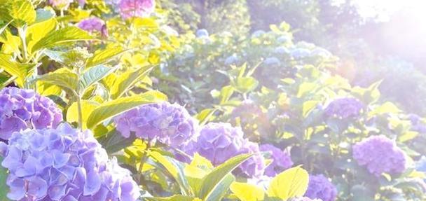 紫色绣球花的花语和象征是什么？