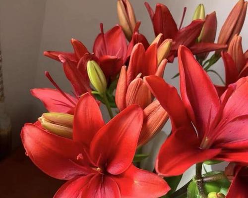 为什么红色的花会象征死亡？这种寓意有何历史背景？
