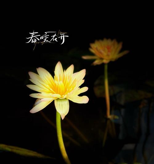 戴黑色的花有什么特别寓意？黑色花的象征意义是什么？