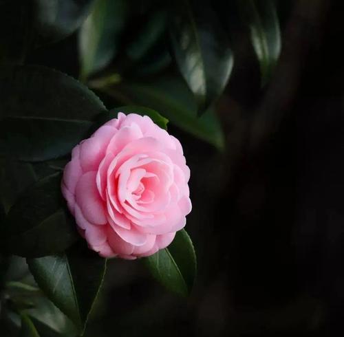 戴黑色的花有什么特别寓意？黑色花的象征意义是什么？