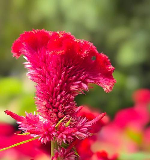 红色鸡冠花的花语和寓意是什么？