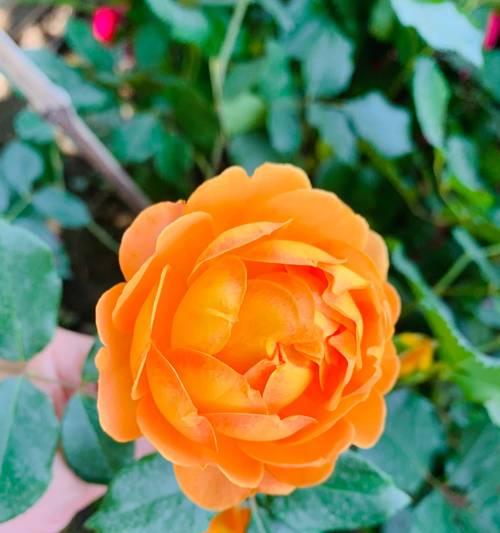 紫色订婚手捧花代表什么？紫色订婚手捧花的寓意是什么？
