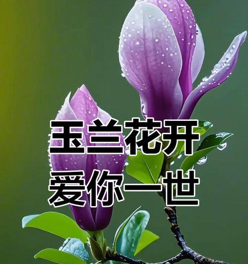 紫色订婚手捧花代表什么？紫色订婚手捧花的寓意是什么？