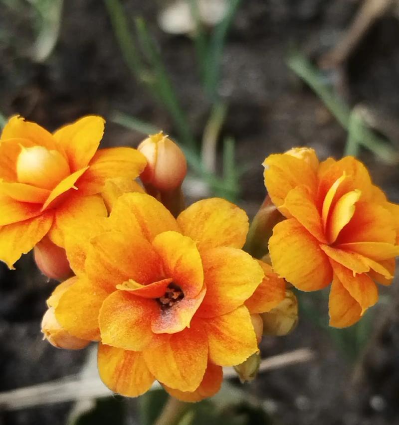 哪种花象征一生平安？一生平安的花有哪些？