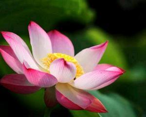 哪种花象征一生平安？一生平安的花有哪些？