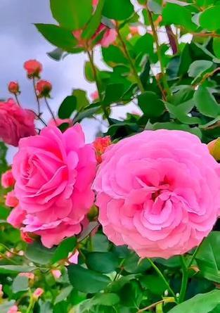 哪种花象征一生平安？一生平安的花有哪些？