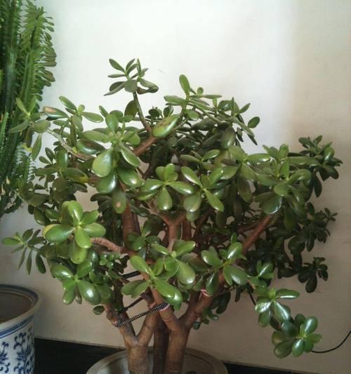 家中富贵花象征着什么？富贵花有哪些种类？