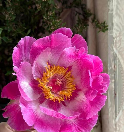 家中富贵花象征着什么？富贵花有哪些种类？
