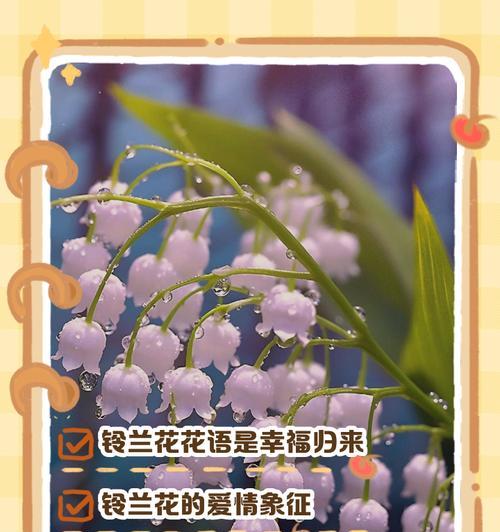 白色鱼象征的花是什么？这种花的寓意你知道吗？