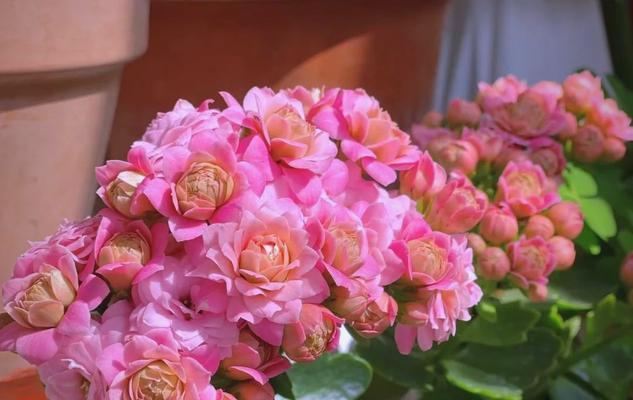 哪种花象征着美好、幸福和长寿？