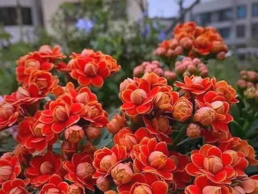 哪种花象征着美好、幸福和长寿？