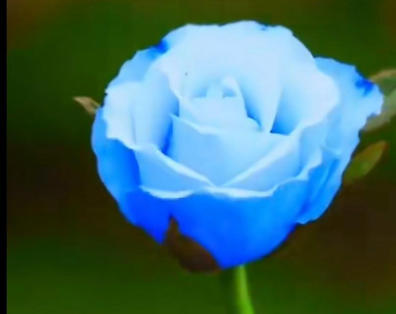 蓝色玫瑰花在夜光下有何寓意？