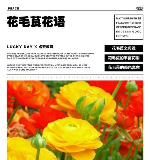 哪些花寓意爱情？它们的花语是什么？