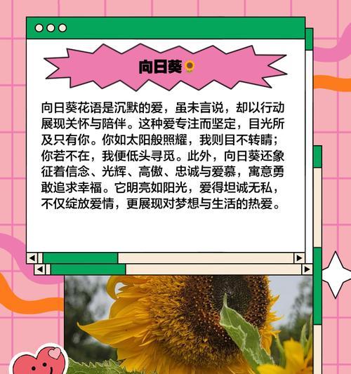 哪些花寓意爱情？它们的花语是什么？