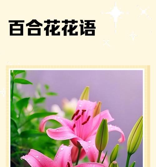 哪些花寓意爱情？它们的花语是什么？