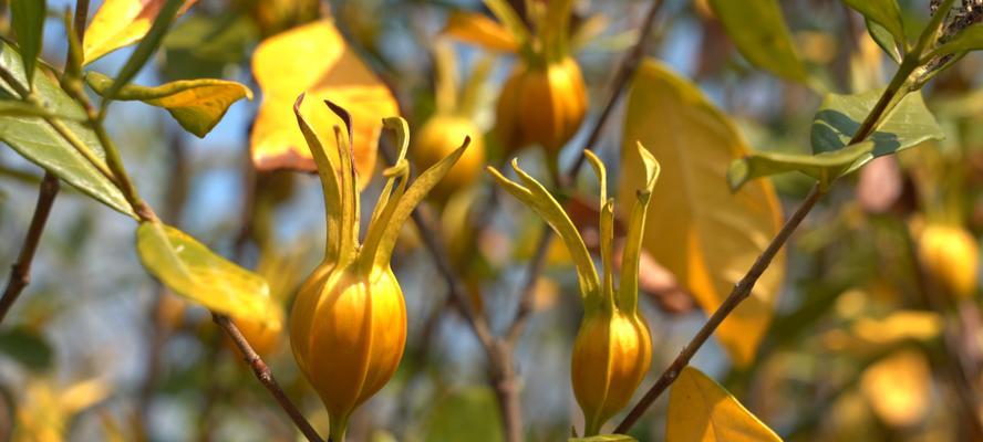 有节花满仓是什么意思？花满仓的寓意是什么？