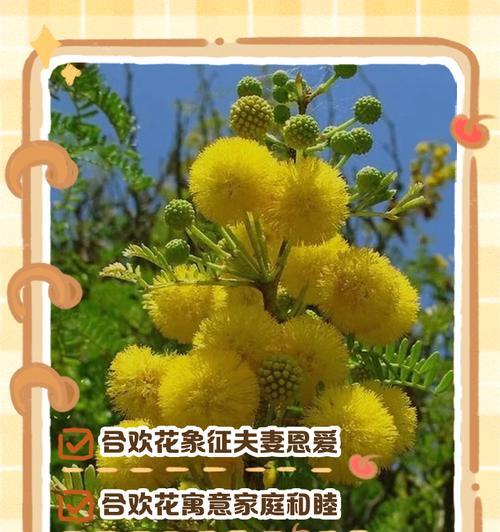 哪种花寓意朋友开心快乐？朋友快乐的花语是什么？