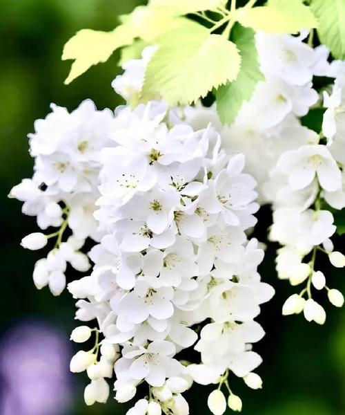 白色的花象征死亡吗？它们在文化中有何含义？