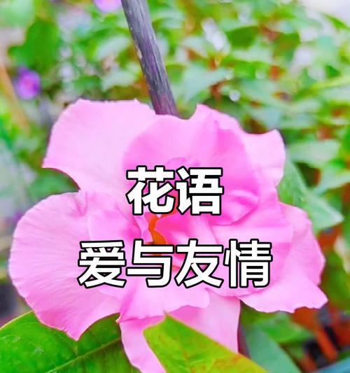 哪种花象征友谊和快乐？友谊快乐的花语是什么？