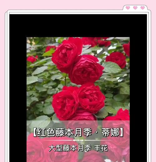 红色月季花象征什么？红色月季花的寓意有哪些？