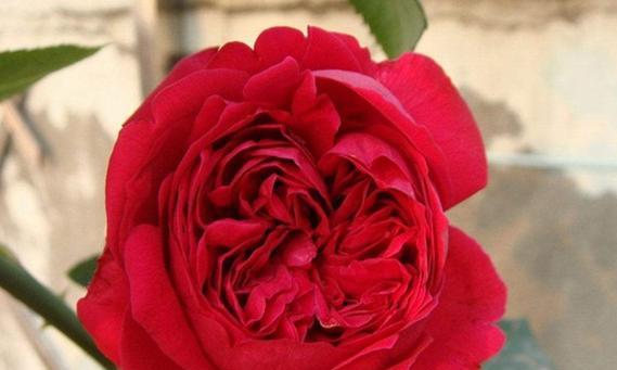 红色月季花象征什么？红色月季花的寓意有哪些？