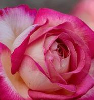 红色月季花象征什么？红色月季花的寓意有哪些？