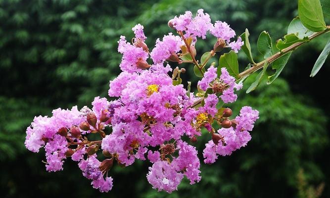 夏季节气中哪些花有特殊寓意？夏季花语有哪些？