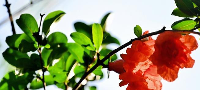 夏季节气中哪些花有特殊寓意？夏季花语有哪些？