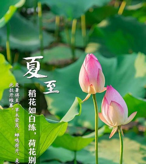 夏季节气中哪些花有特殊寓意？夏季花语有哪些？
