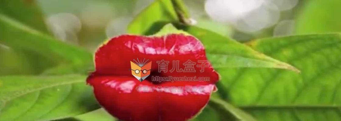 浪漫花屋的意义和象征是什么？
