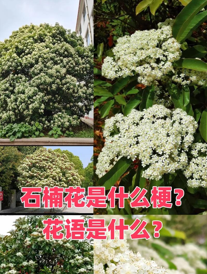 花都花语未删节版有哪些内容？花都花语全集是什么？