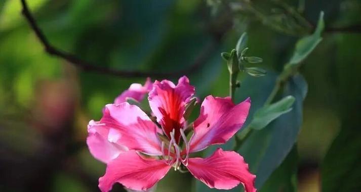 哪些花寓意他人健康快乐？它们的花语是什么？
