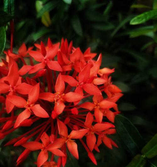 龙船花象征着什么吉祥意义？
