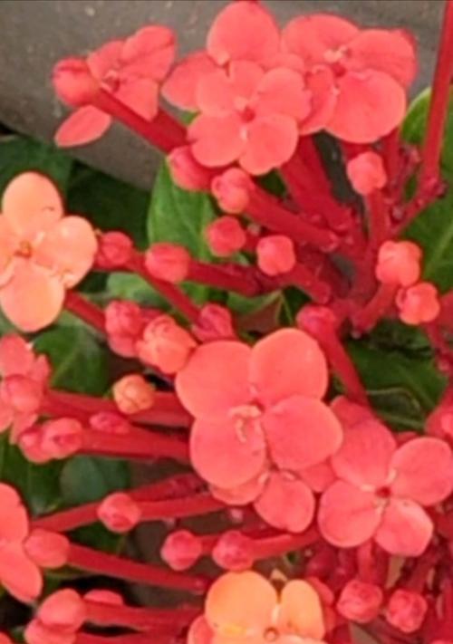 龙船花象征着什么吉祥意义？
