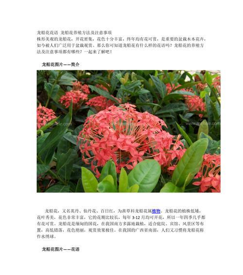 龙船花象征着什么吉祥意义？
