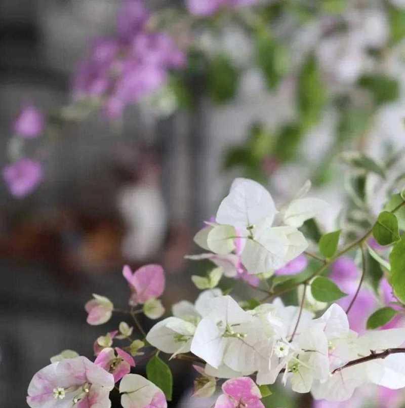 象征爱情的稀有树花是什么？它有哪些特别的寓意？