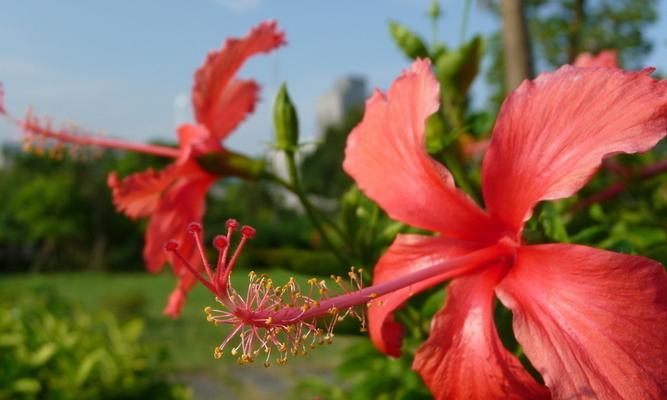 红色扶桑花象征着什么？红色扶桑花的意义是什么？