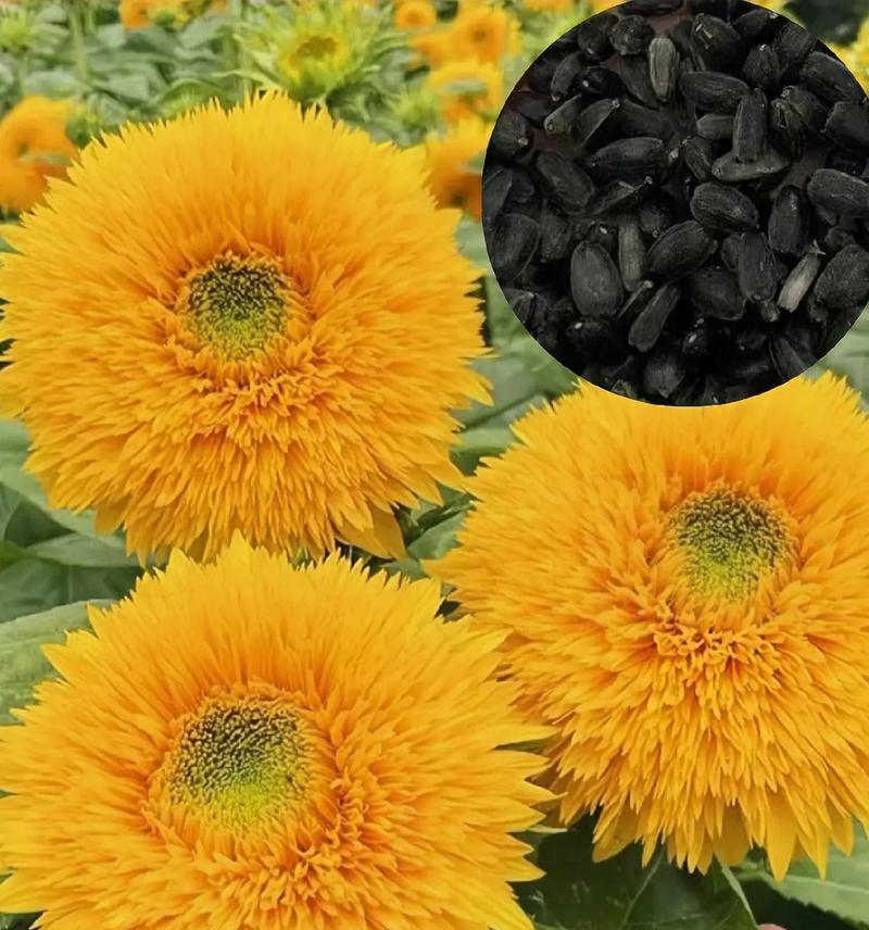 浪漫花语花种子是什么？如何用花种子表达爱意？