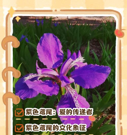 浪漫花语花种子是什么？如何用花种子表达爱意？