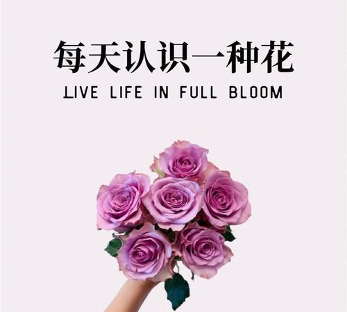 浪漫花语花种子是什么？如何用花种子表达爱意？