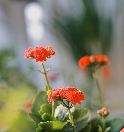 长寿花朝霞的花语是什么？其寓意有何特别之处？