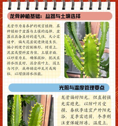 白色龙骨花的寓意是什么？龙骨花有哪些特别的象征意义？