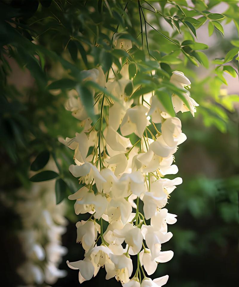 哪些花富含爱情寓意？它们的花语是什么？