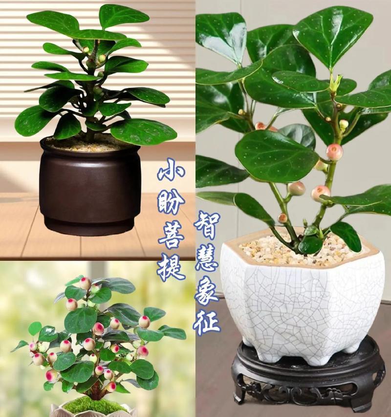 风花节的赠礼寓意是什么？