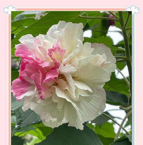 芙蓉花在诗句中如何寓意爱情？